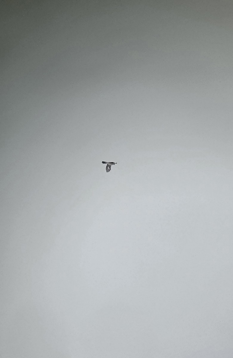 borealvarsler - ML646148640