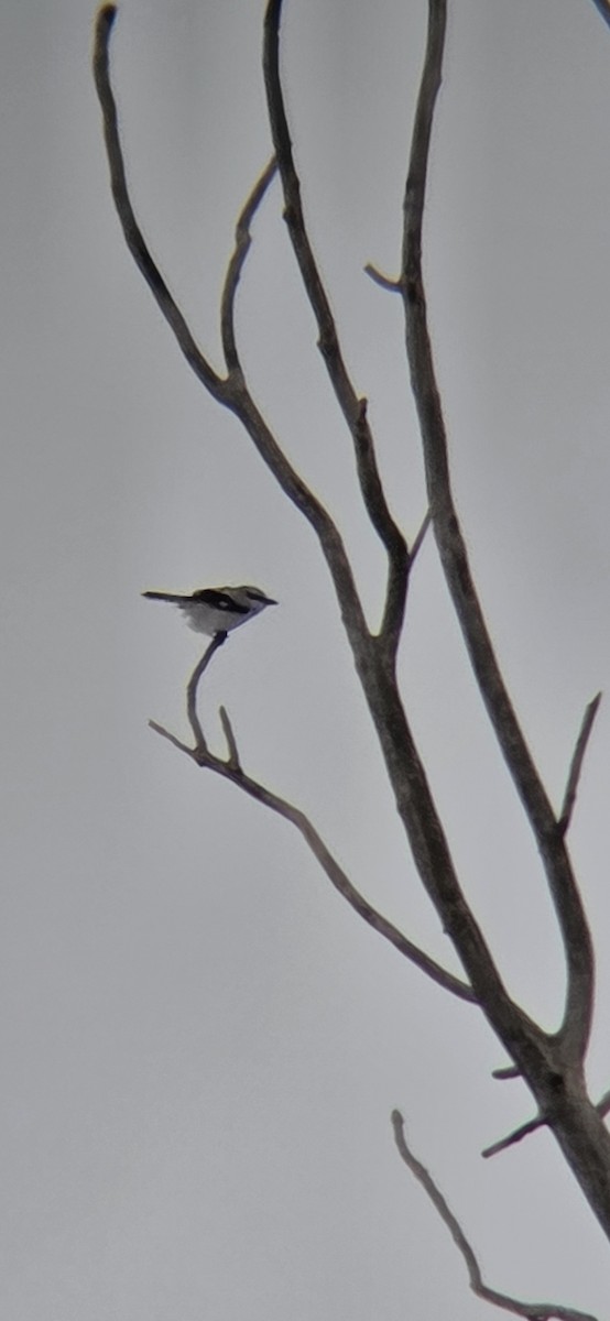 borealvarsler - ML646148641