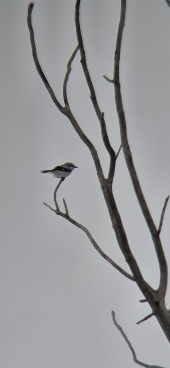 borealvarsler - ML646148642