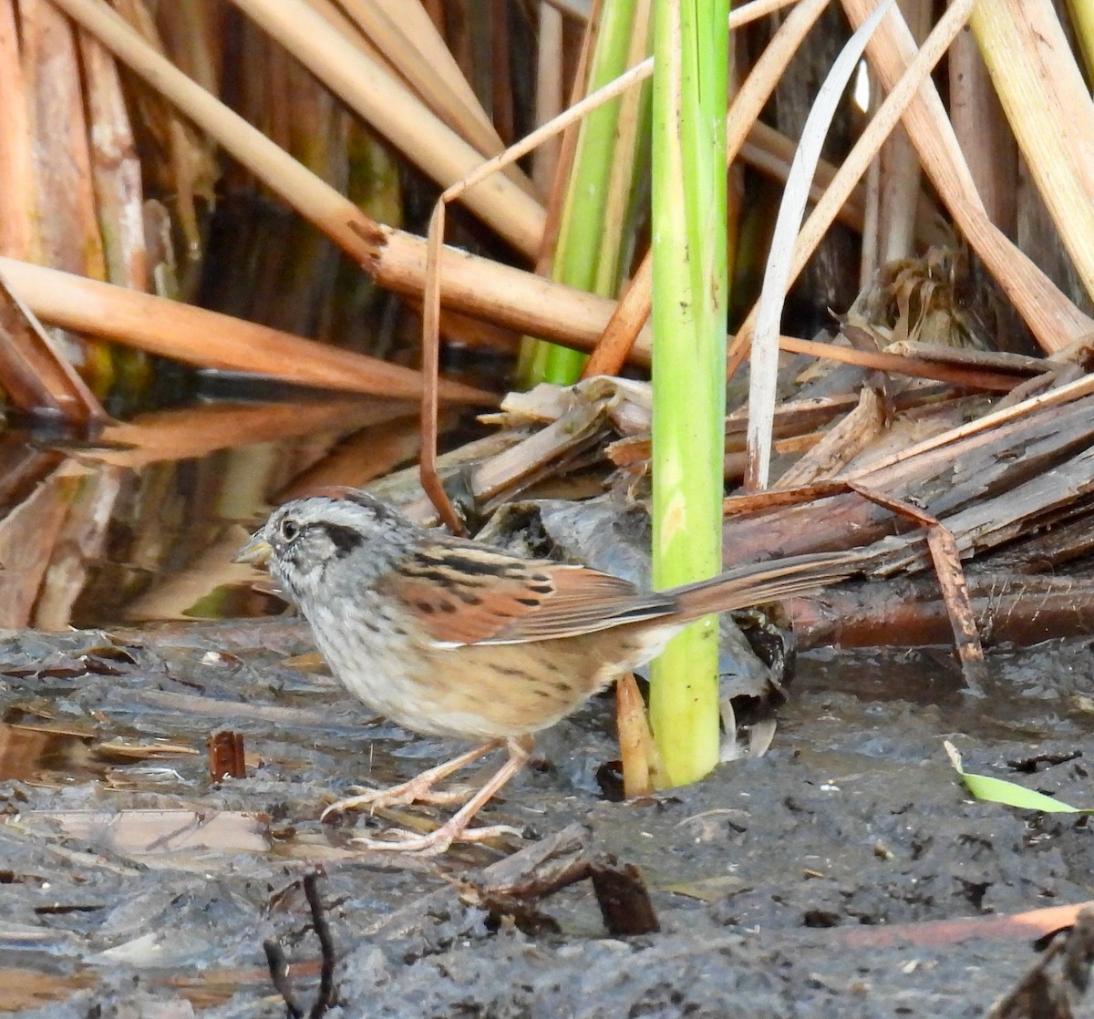Swamp Sparrow - ML646148648
