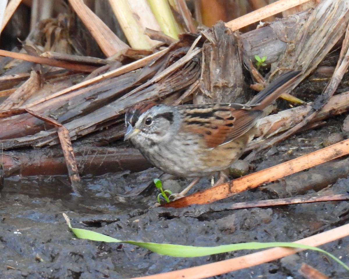 Swamp Sparrow - ML646148653