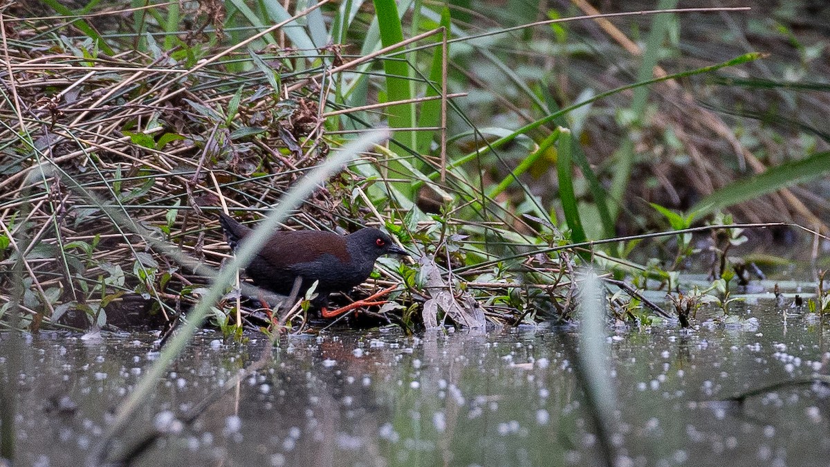 Spotless Crake - ML646148656