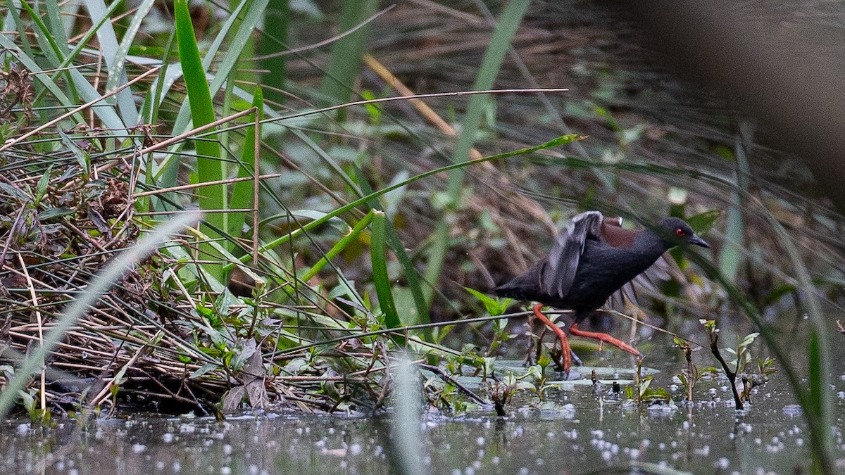 Spotless Crake - ML646148658