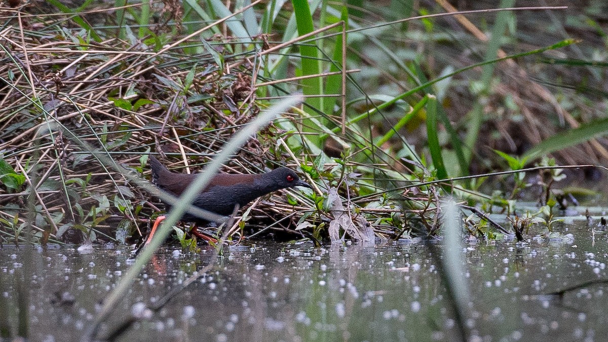 Spotless Crake - ML646148659