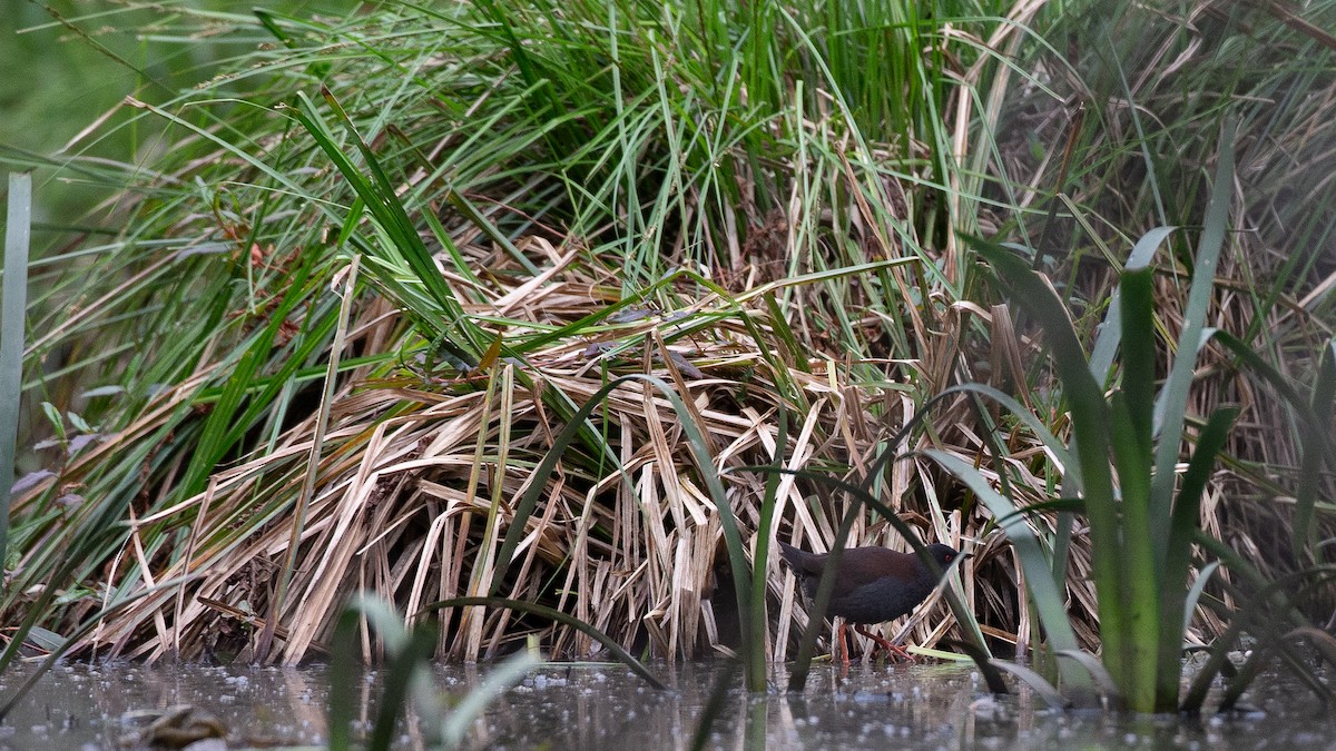 Spotless Crake - ML646148660