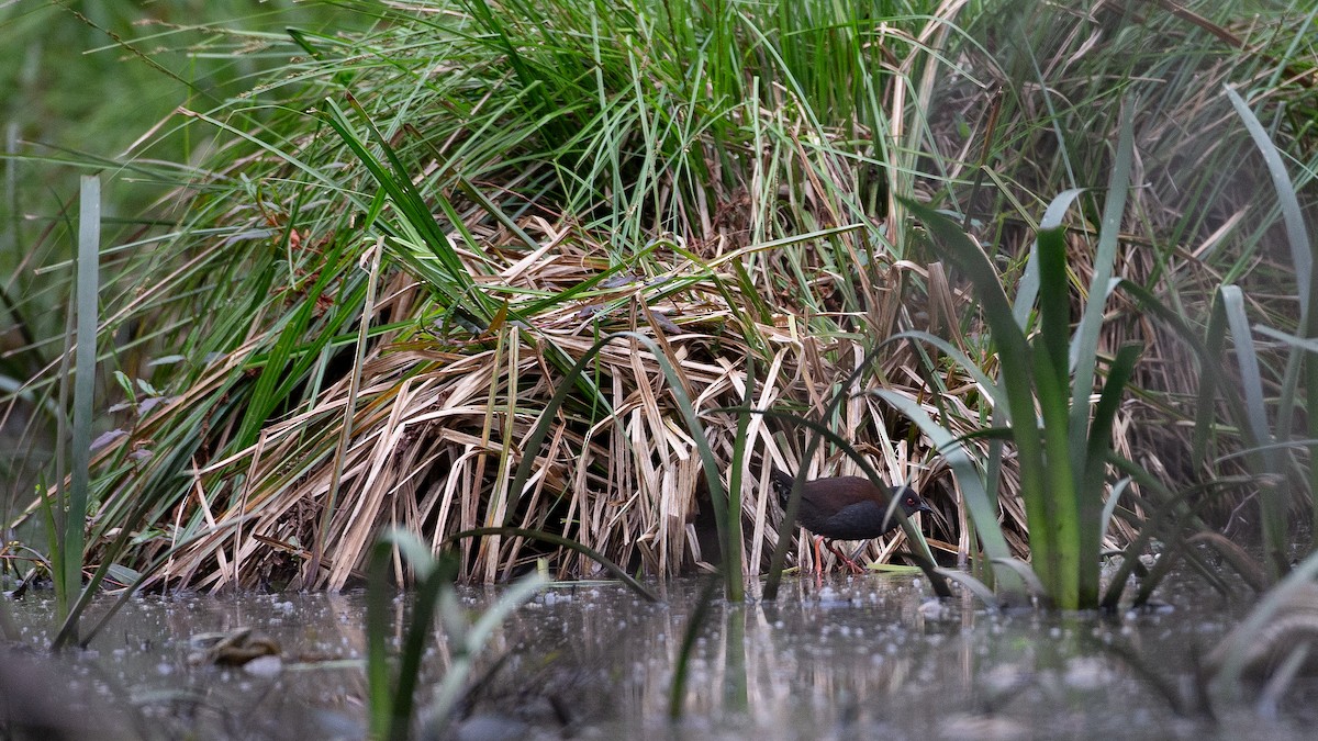 Spotless Crake - ML646148661