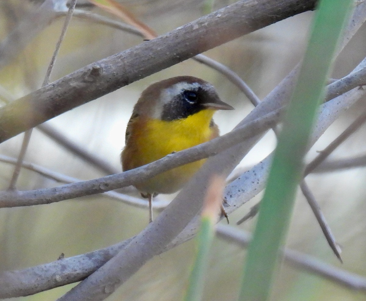 Common Yellowthroat - ML646148683