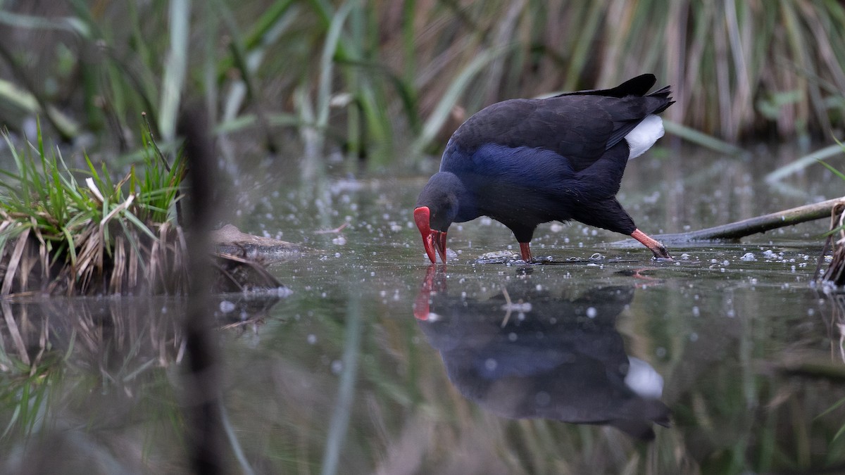 Australasian Swamphen - ML646148685
