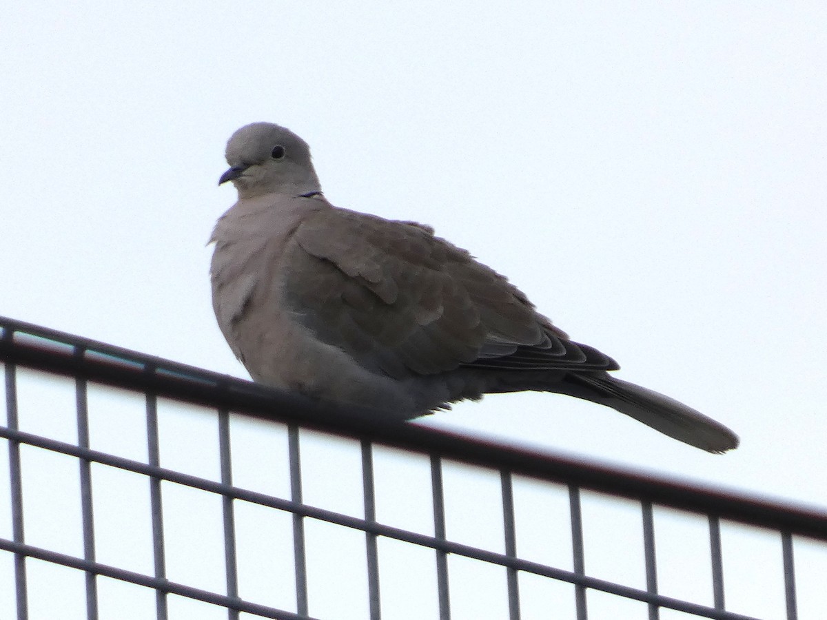 シラコバト - ML646148686