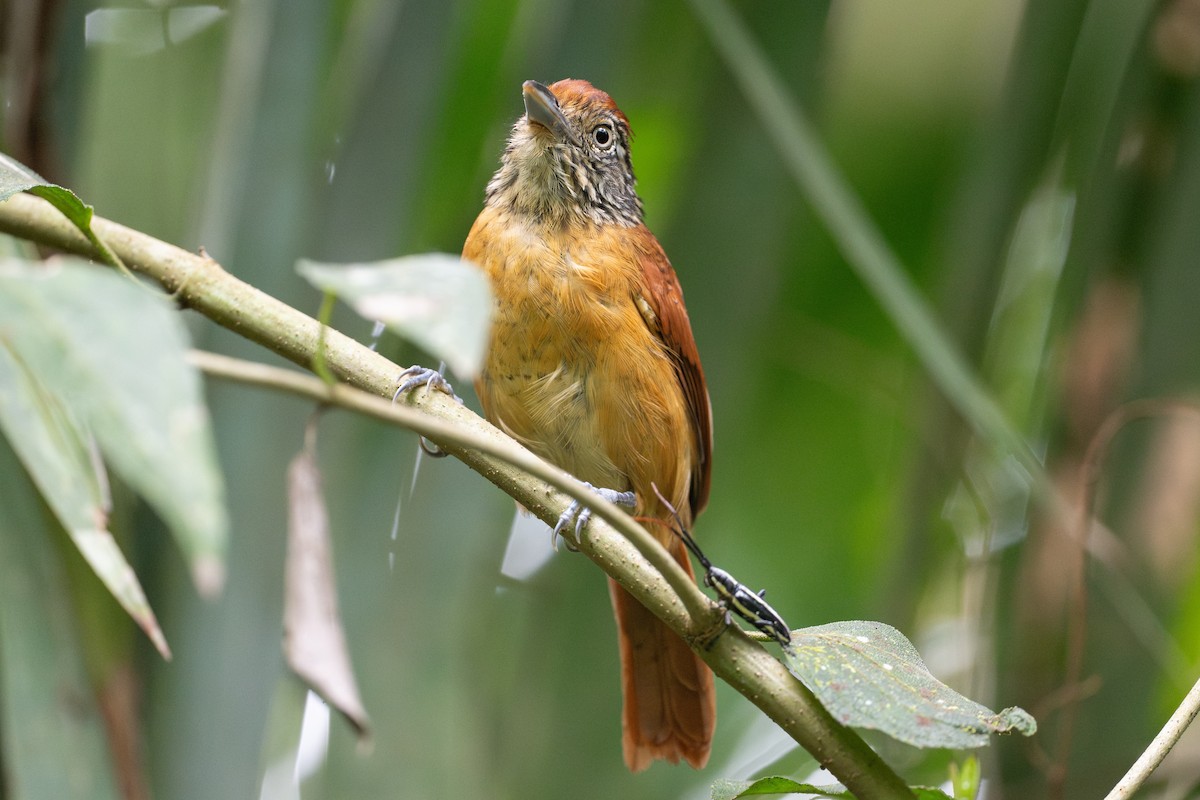 Bindenameisenwürger - ML646148689