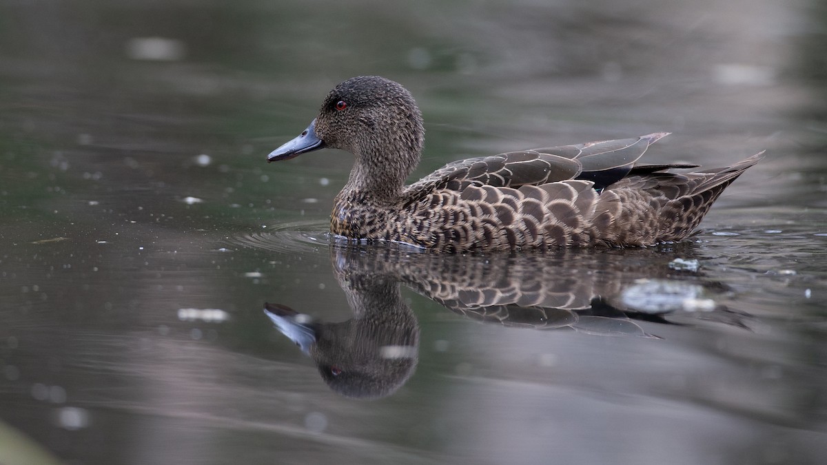 Chestnut Teal - ML646148691