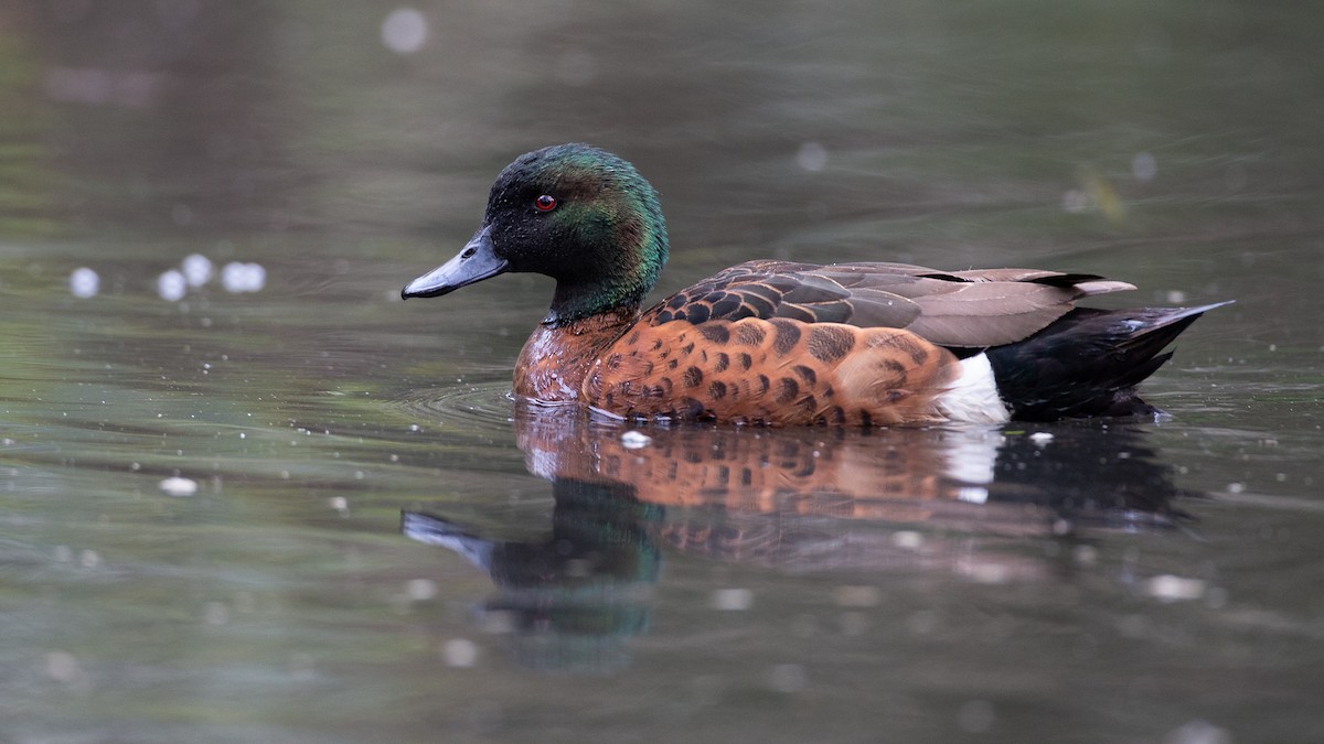 Chestnut Teal - ML646148692