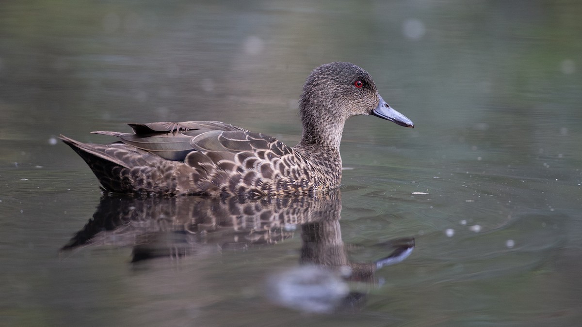 Chestnut Teal - ML646148693