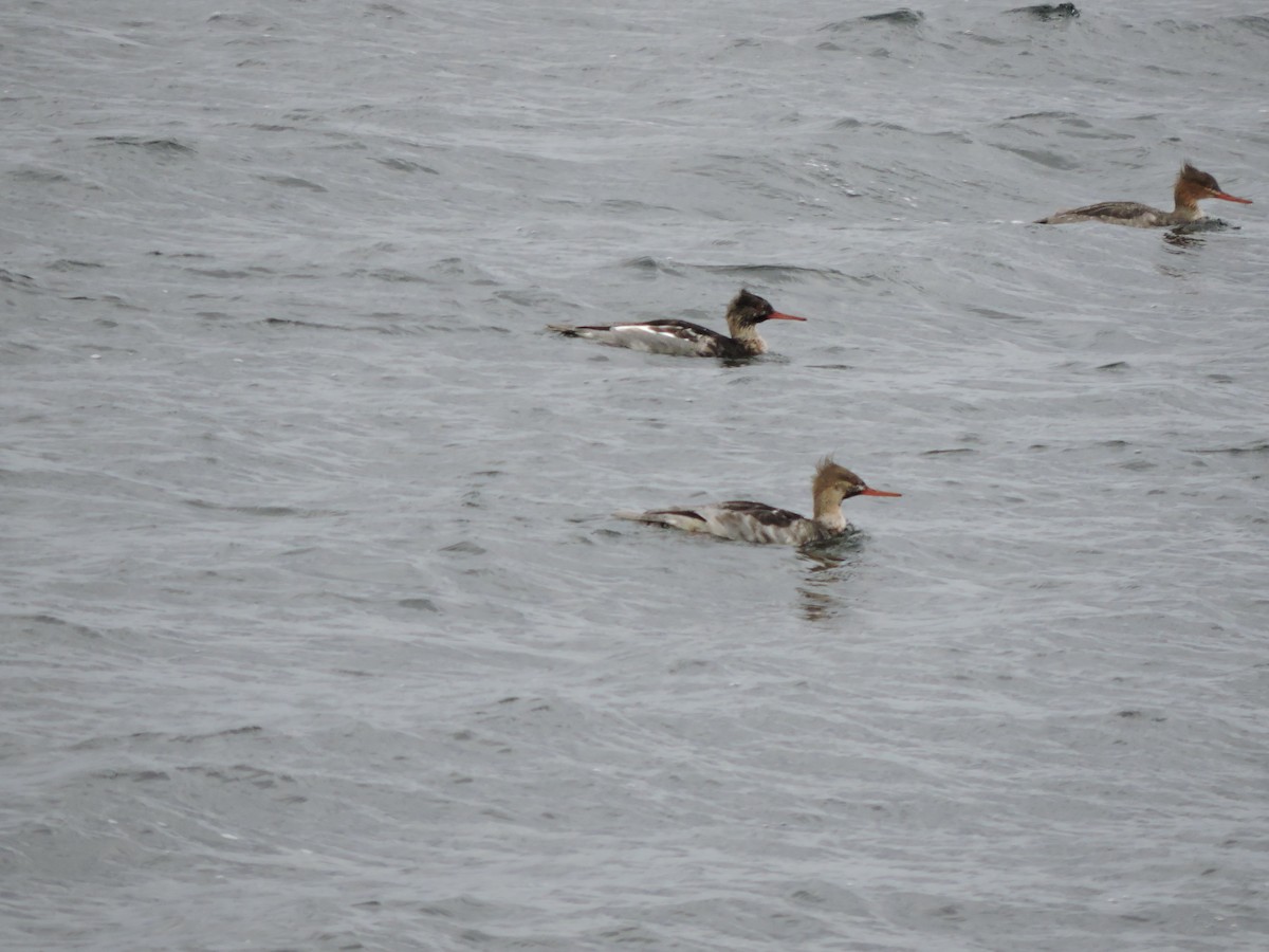 Red-breasted Merganser - ML646148694