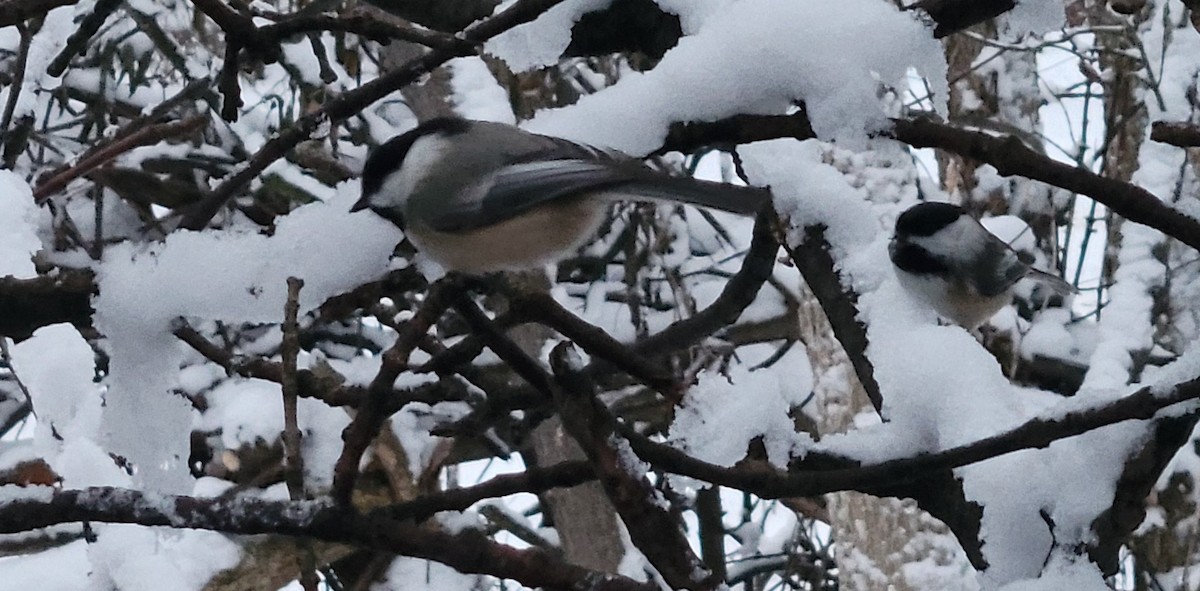 Black-capped Chickadee - ML646148695