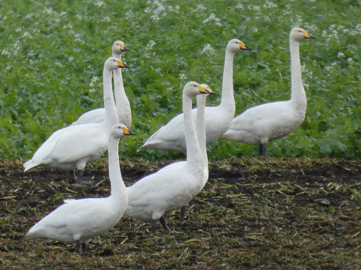 オオハクチョウ - ML646148696