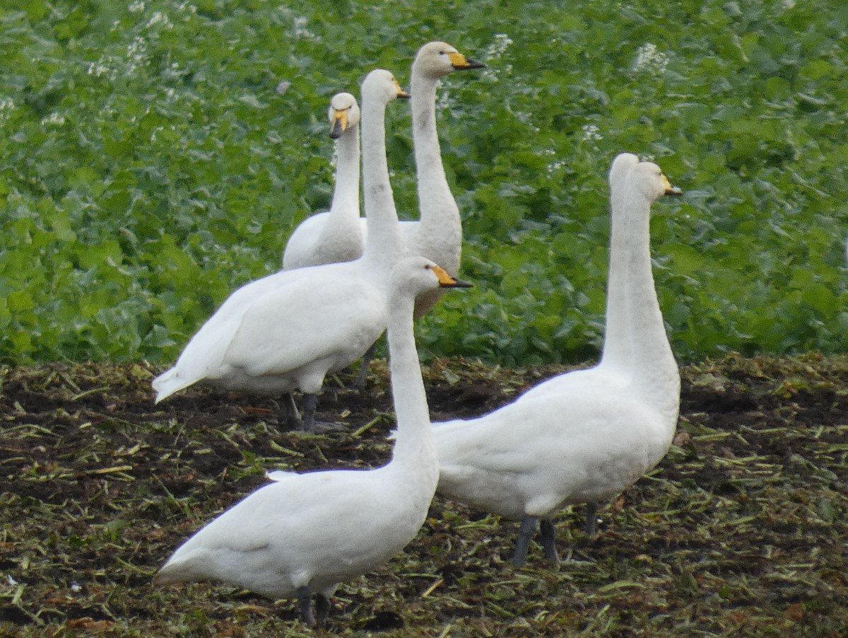 オオハクチョウ - ML646148697