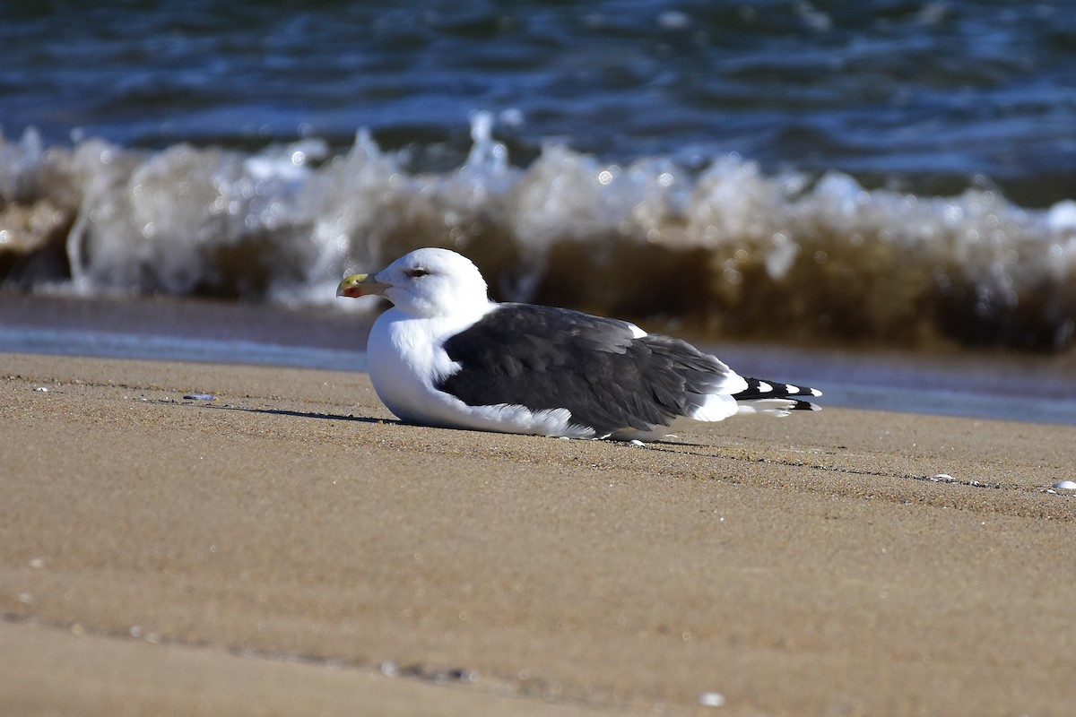 Great Black-backed Gull - ML646148699
