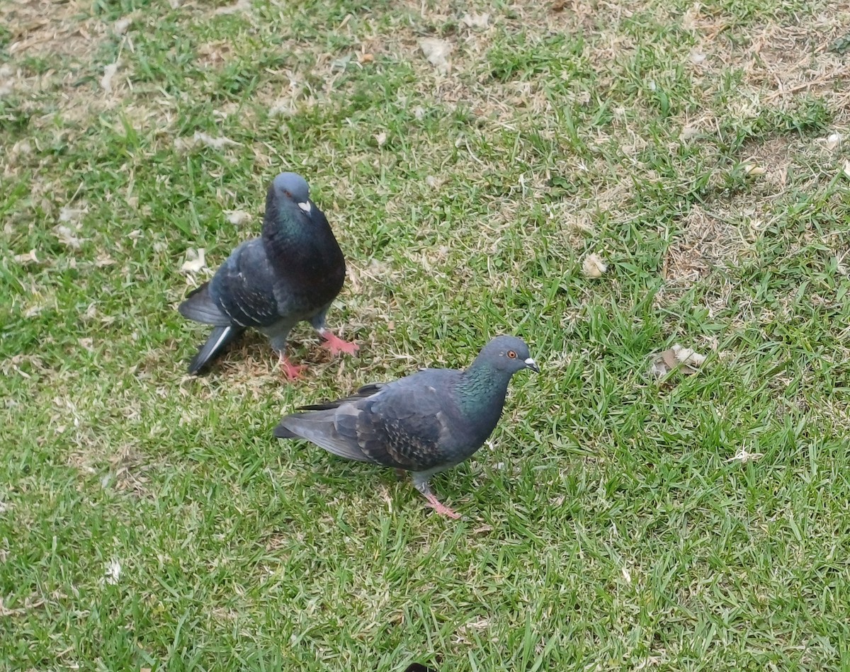 Paloma Bravía (variedad doméstica) - ML646148716