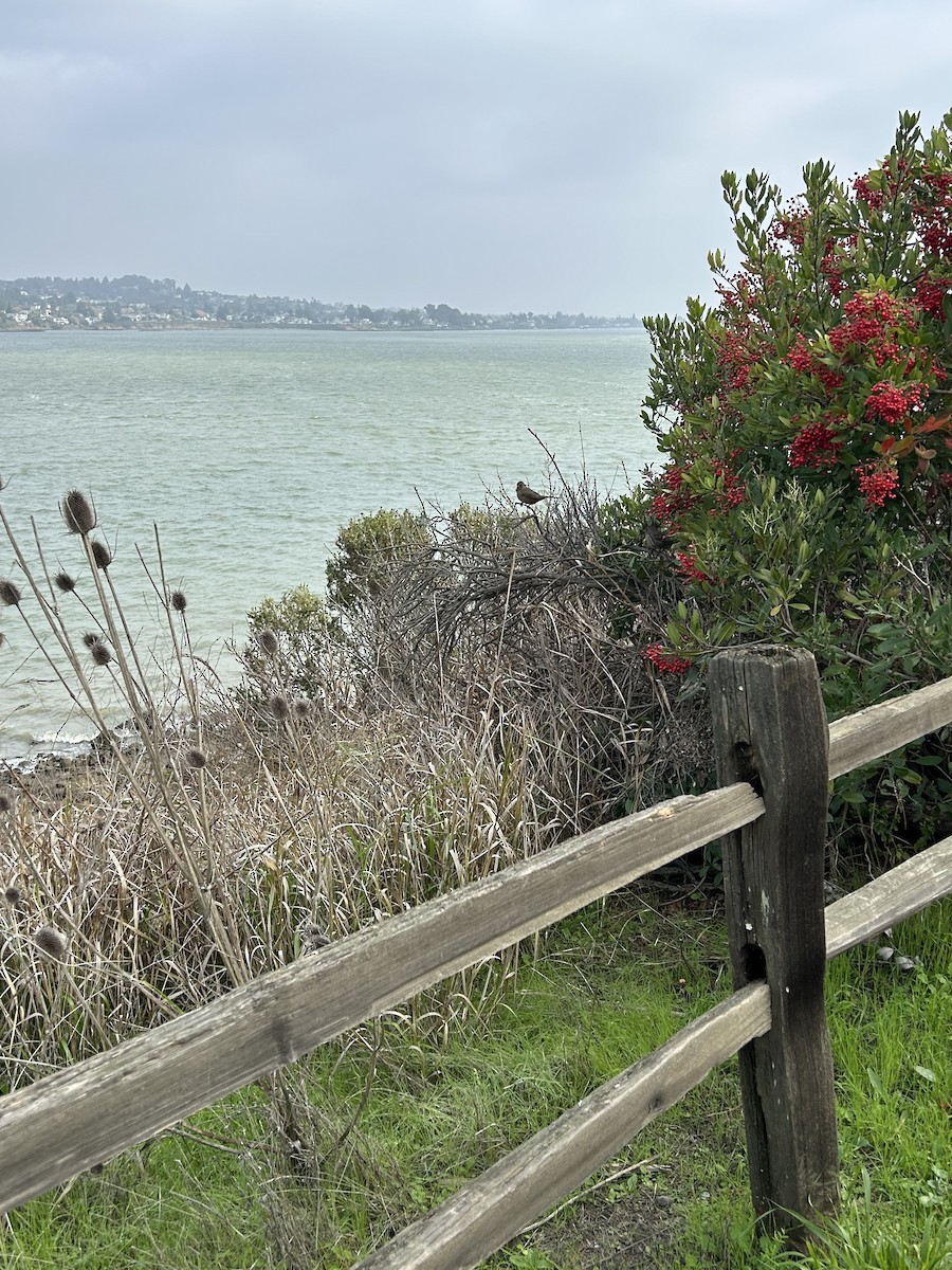 California Towhee - ML646148717