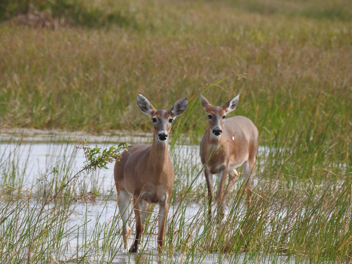 White-tailed Deer - ML646148718
