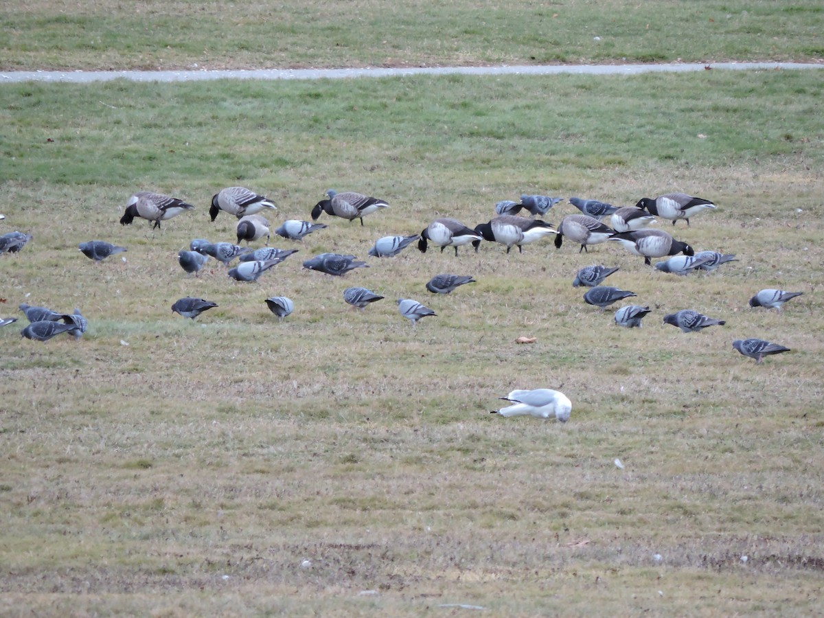 Paloma Bravía (variedad doméstica) - ML646148737