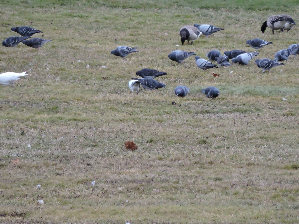 Paloma Bravía (variedad doméstica) - ML646148748