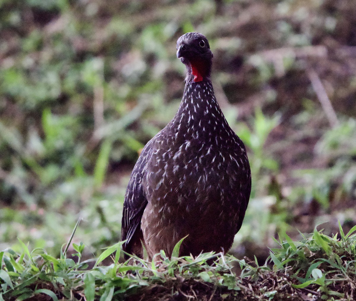 オビオシャクケイ - ML646148750