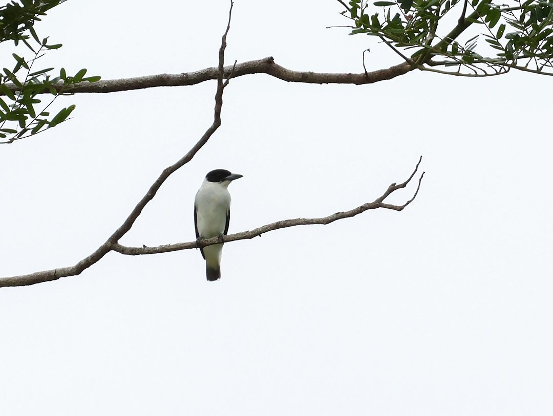 Black-crowned Tityra - ML646148752