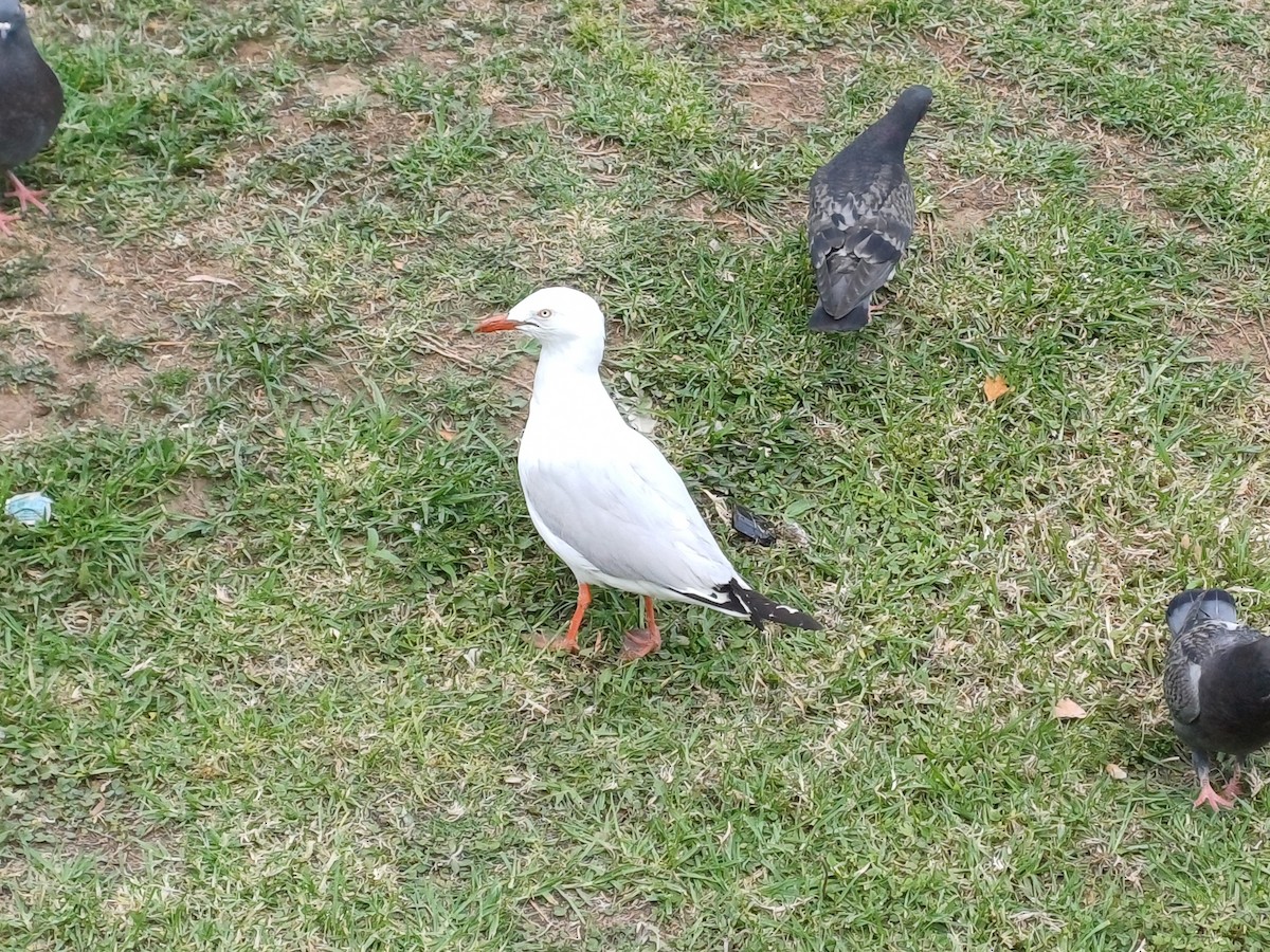 Silver Gull - ML646148756