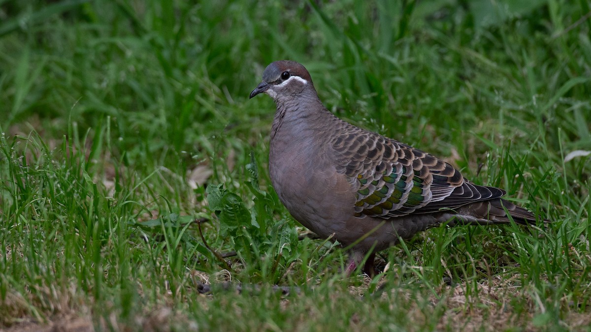 Common Bronzewing - ML646148760