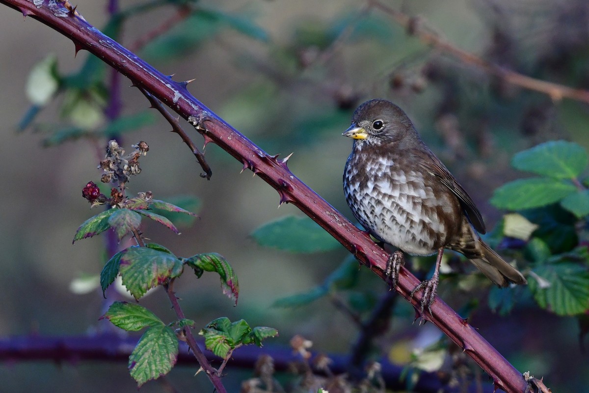 Fox Sparrow - ML646148764