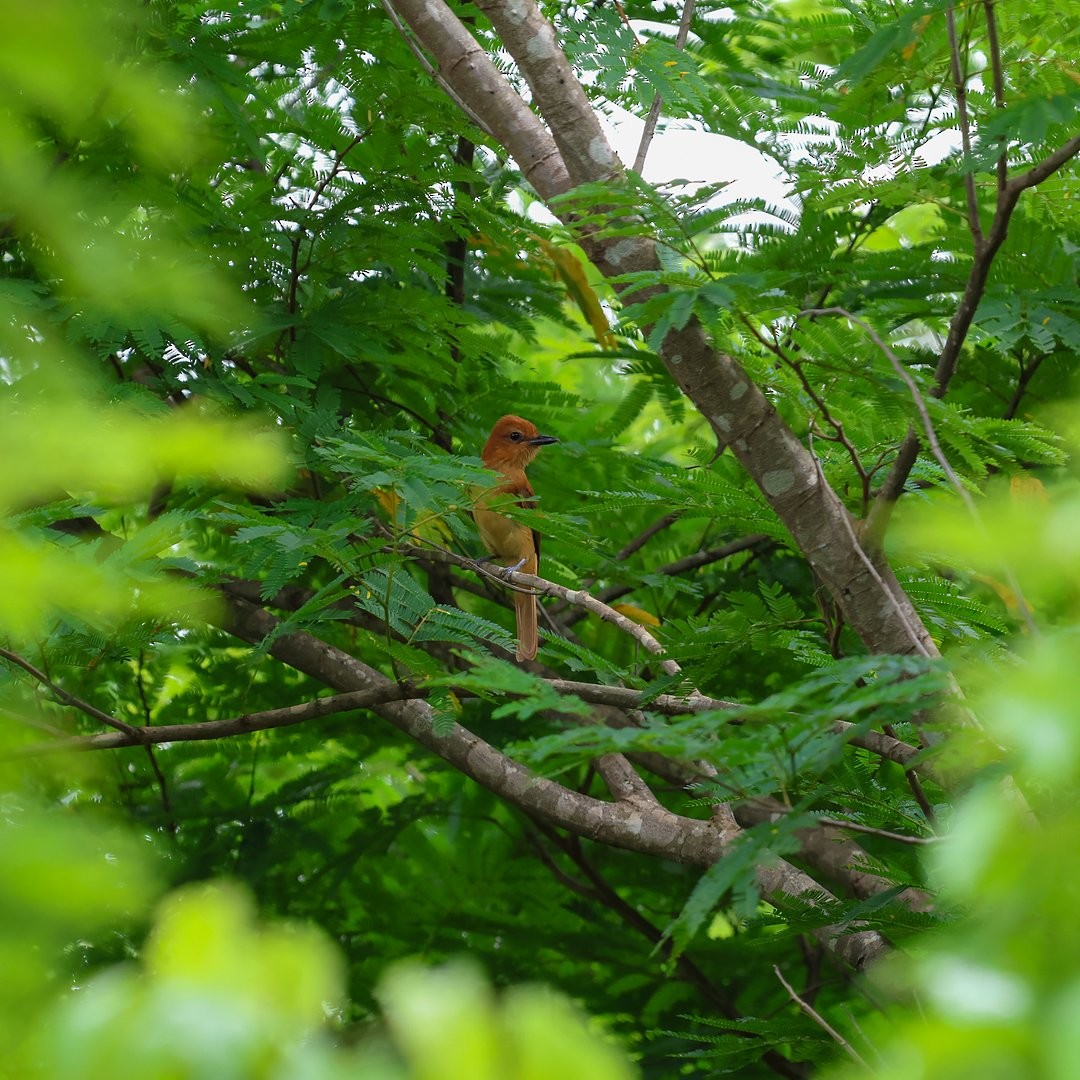 Cinnamon Attila - ML646148765