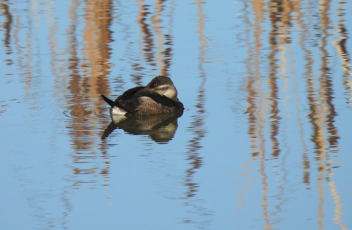 Ruddy Duck - ML646148766