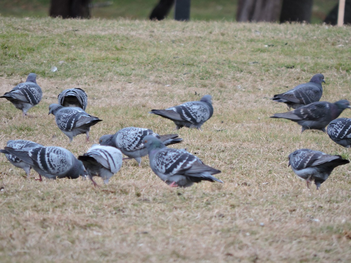 Paloma Bravía (variedad doméstica) - ML646148771