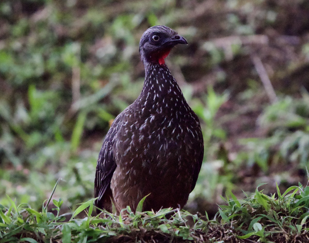 オビオシャクケイ - ML646148776