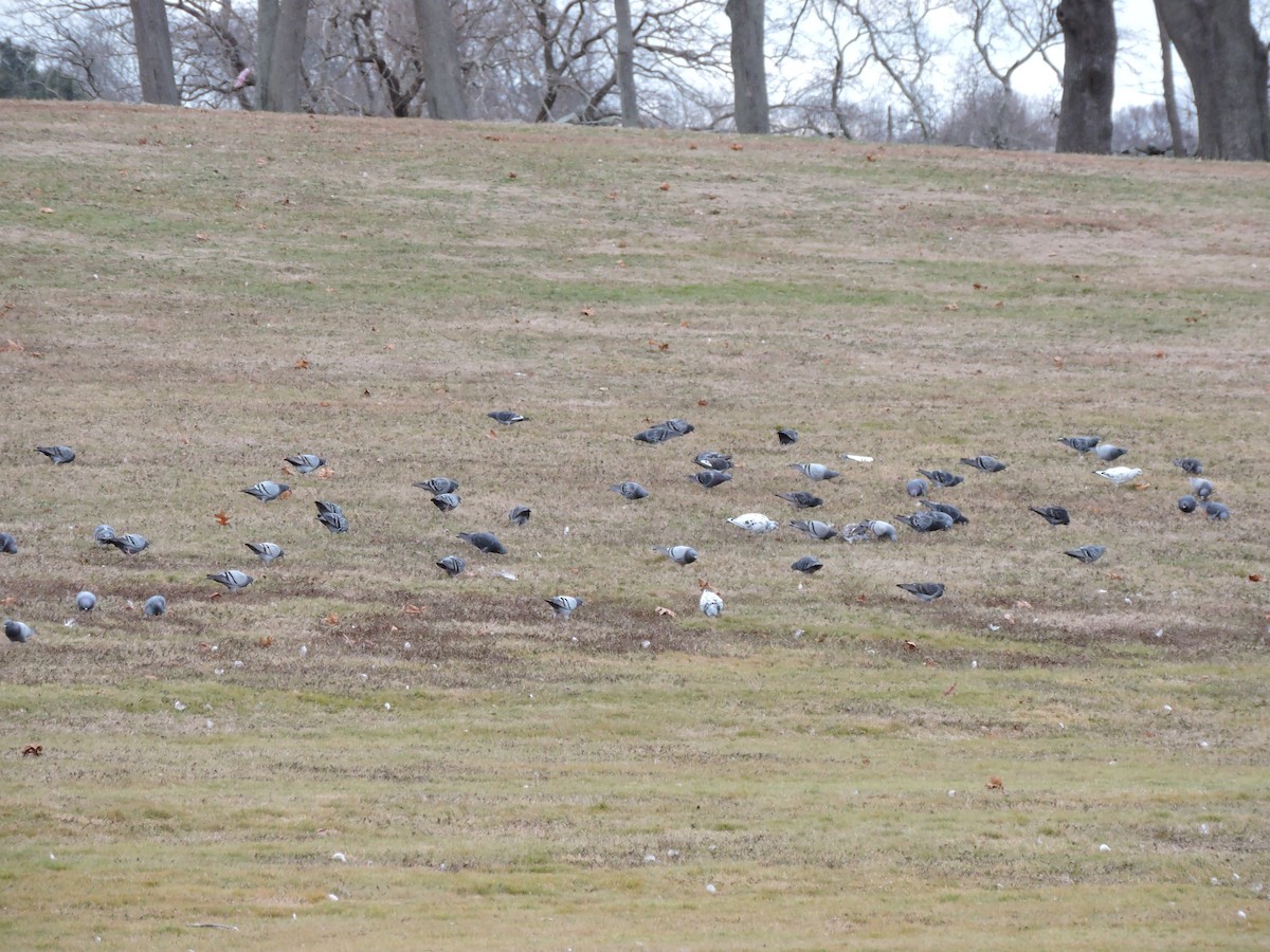Paloma Bravía (variedad doméstica) - ML646148777