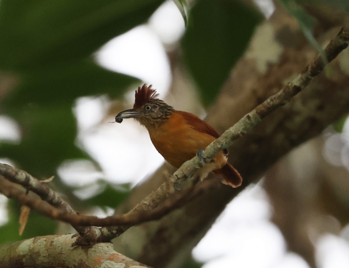 Bindenameisenwürger - ML646148779