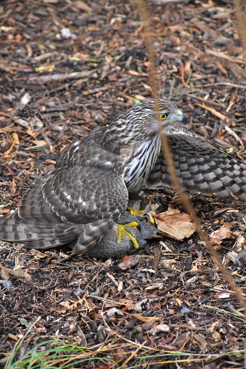 Cooper's Hawk - ML646148787