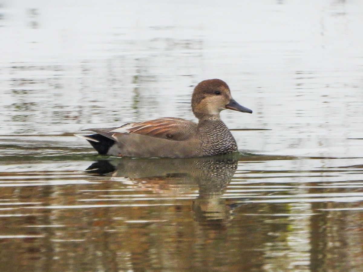 kopřivka obecná - ML646148795