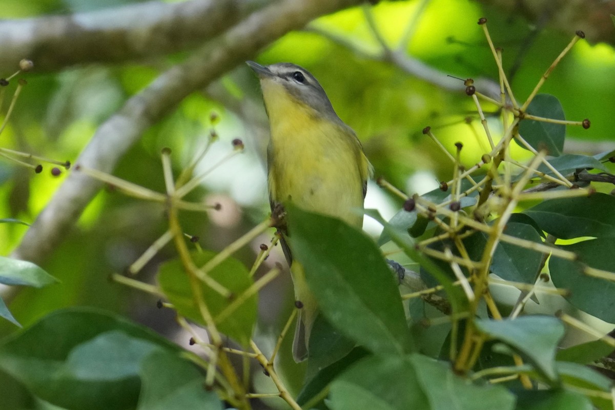 Bireo filadelfiarra - ML646148805