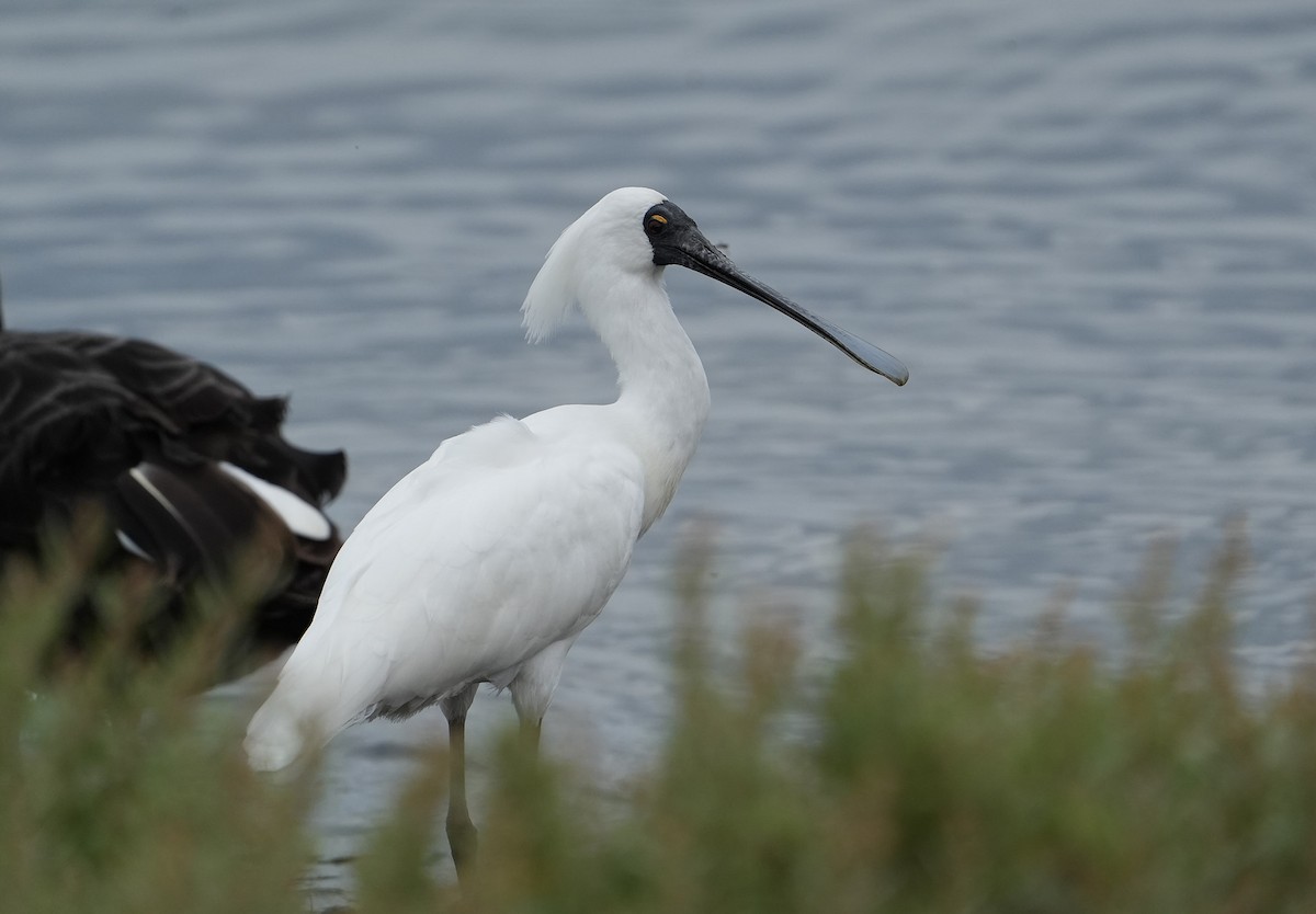 オーストラリアヘラサギ - ML646148807