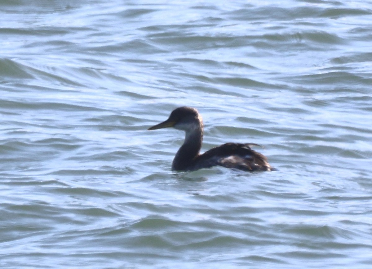 Пірникоза сірощока - ML646148809