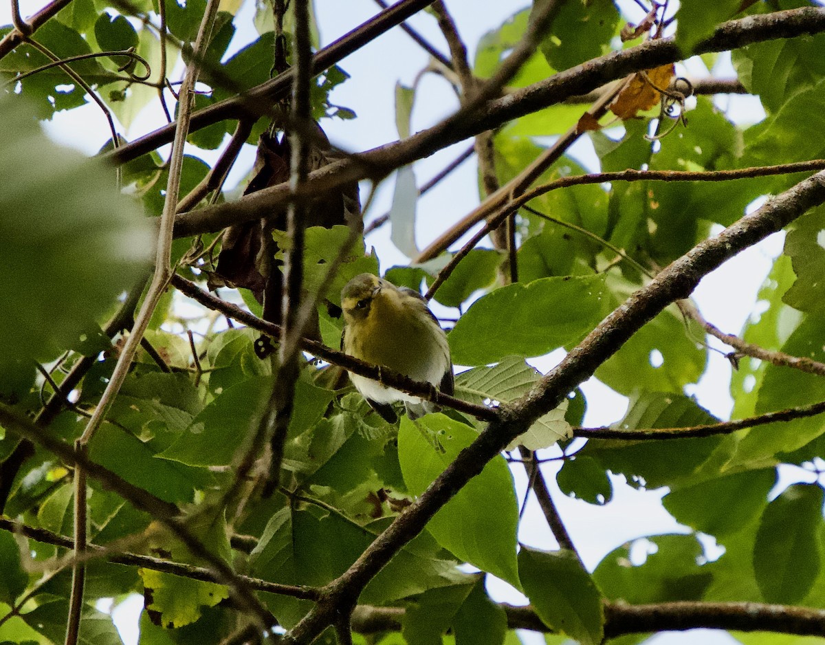 Reinita Gorjinaranja - ML646148819