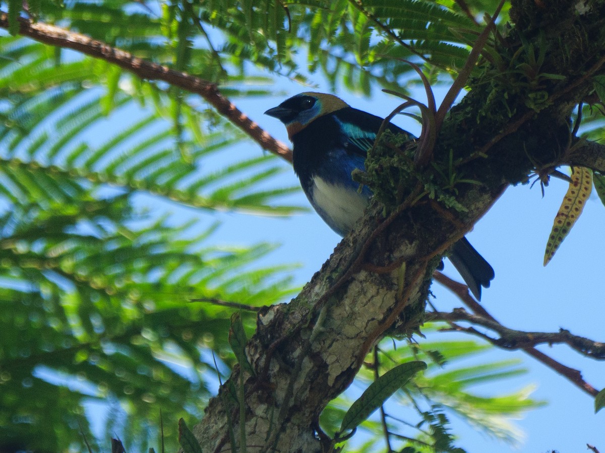 Golden-hooded Tanager - ML646148821