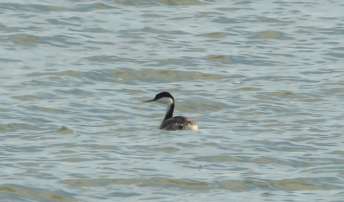 Western Grebe - ML646148823