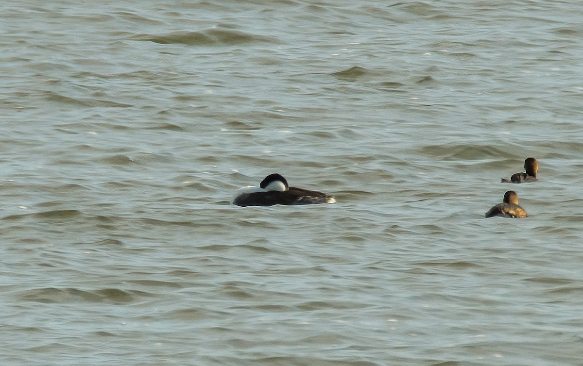 Western Grebe - ML646148824