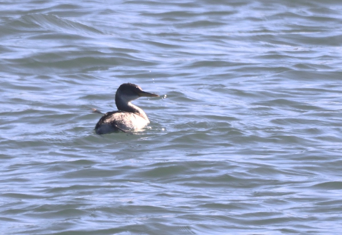 Пірникоза сірощока - ML646148826