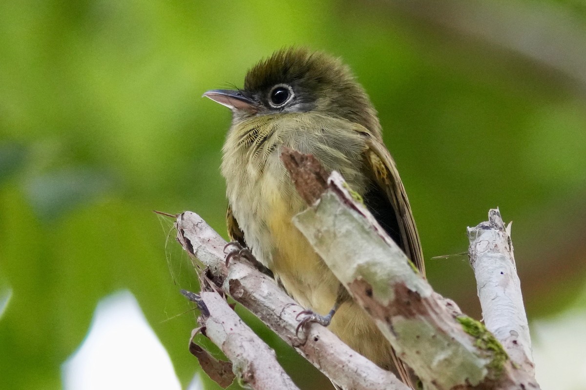 Eye-ringed Flatbill - ML646148829
