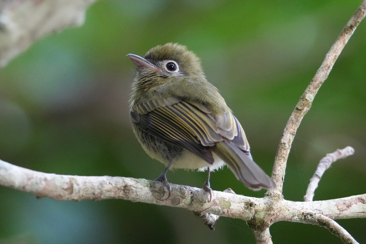 Eye-ringed Flatbill - ML646148830